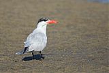 Caspian Tern